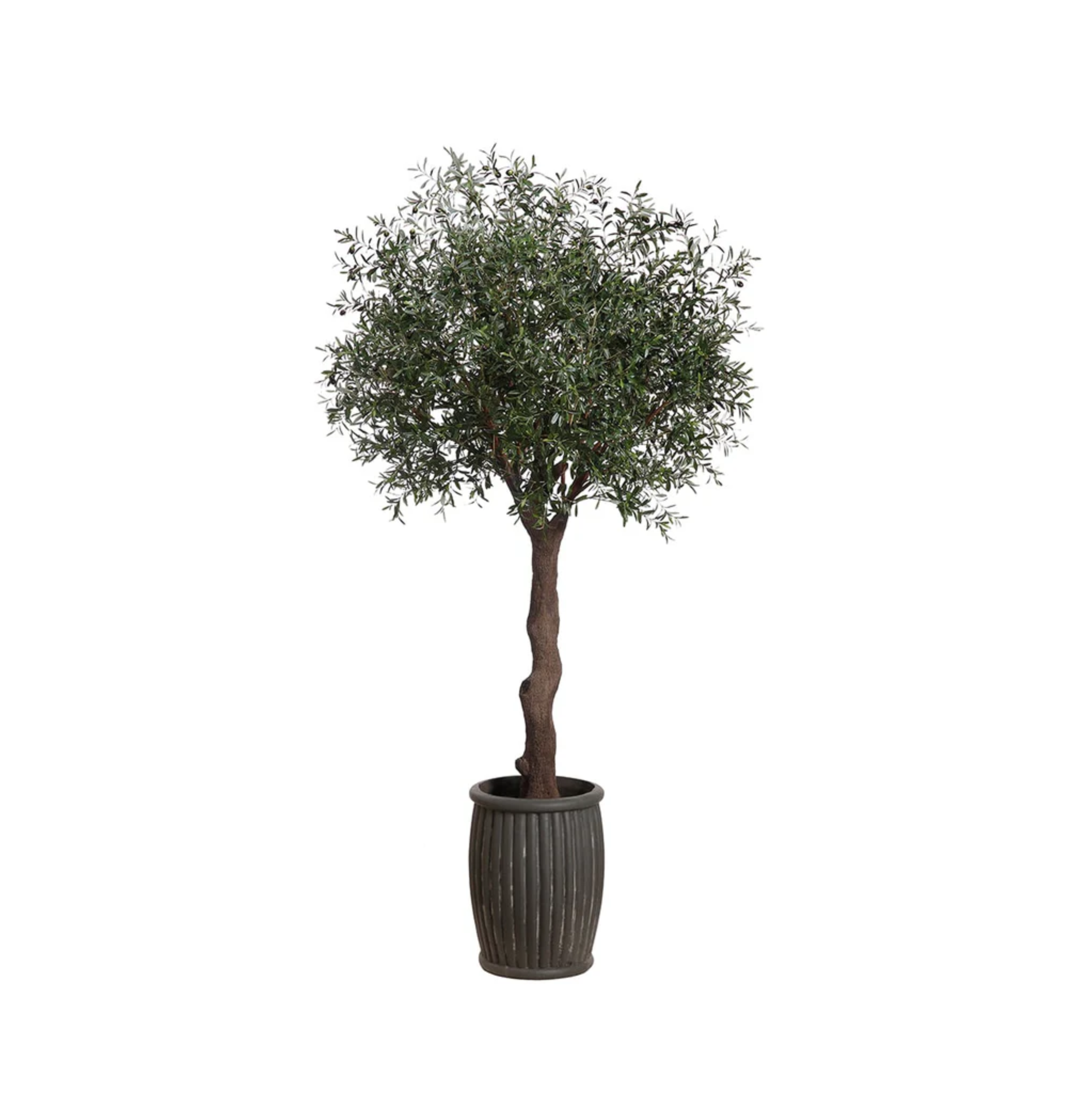 Arbol de Olivo en Maceta