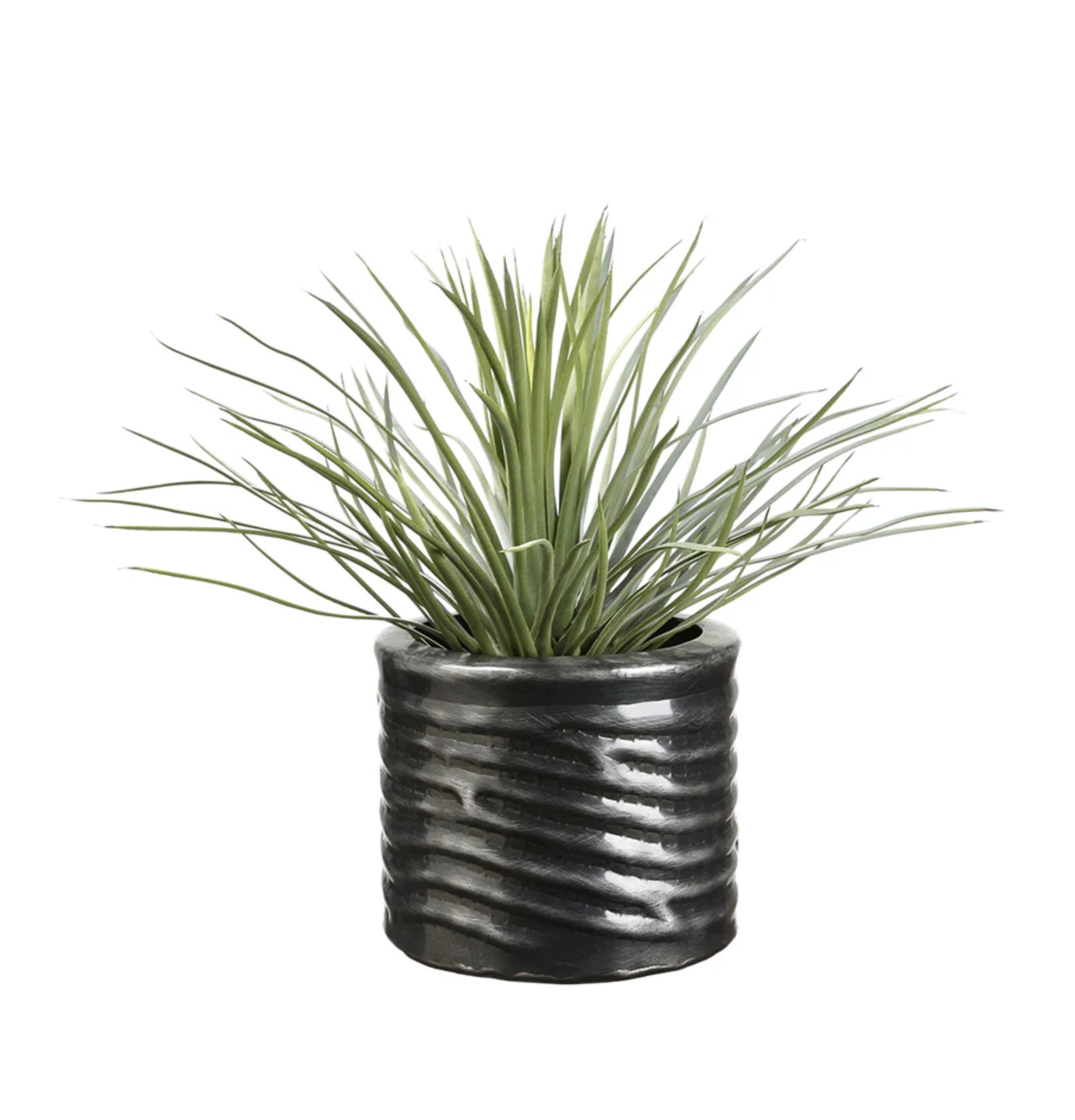 Planta Sedum Vase