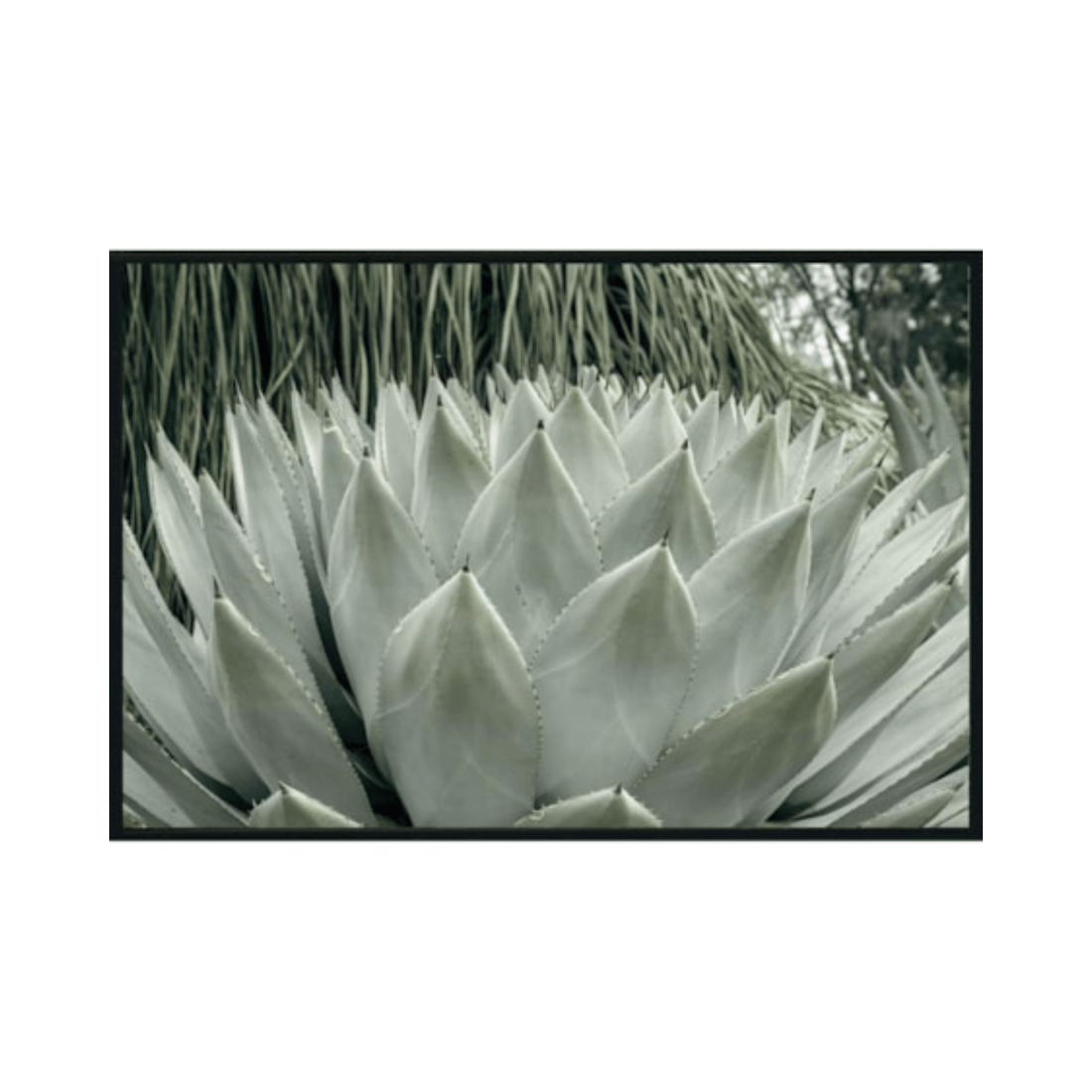 Agave Bloom