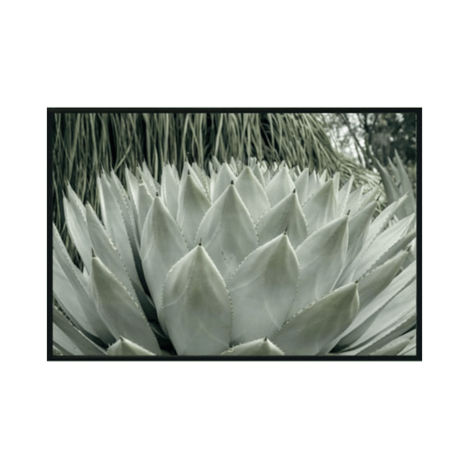 Agave Bloom
