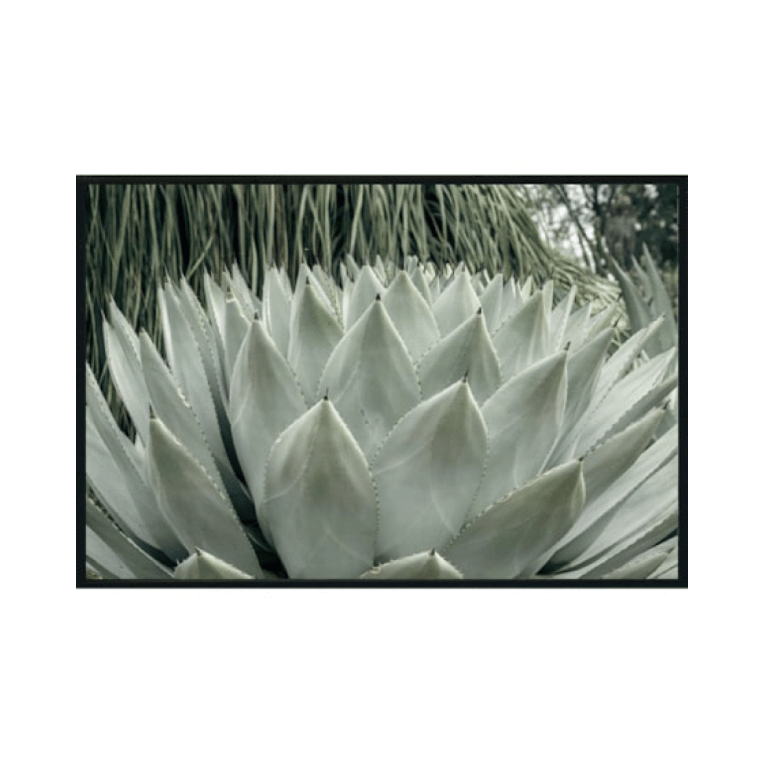 Agave Bloom