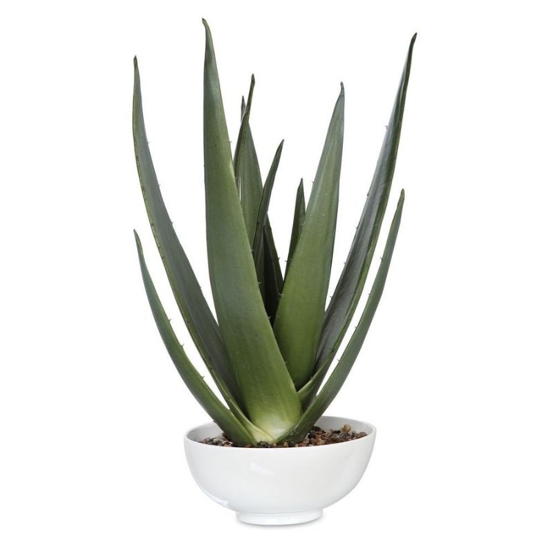 Aloe White