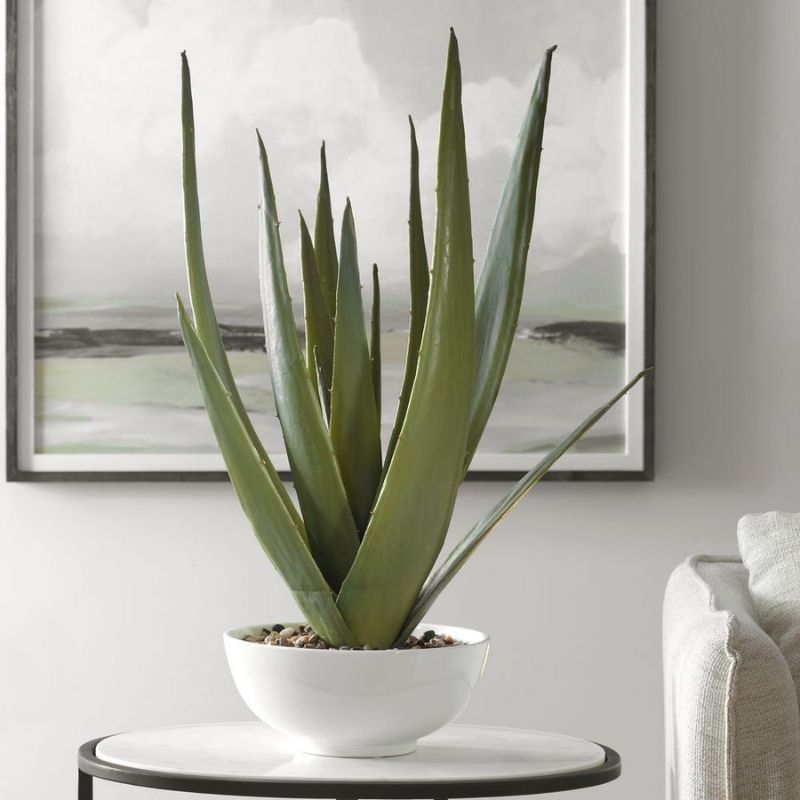 Aloe White