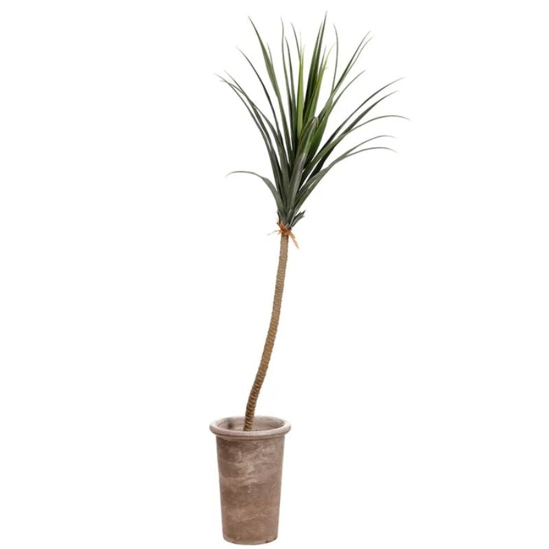 Árbol de Agave