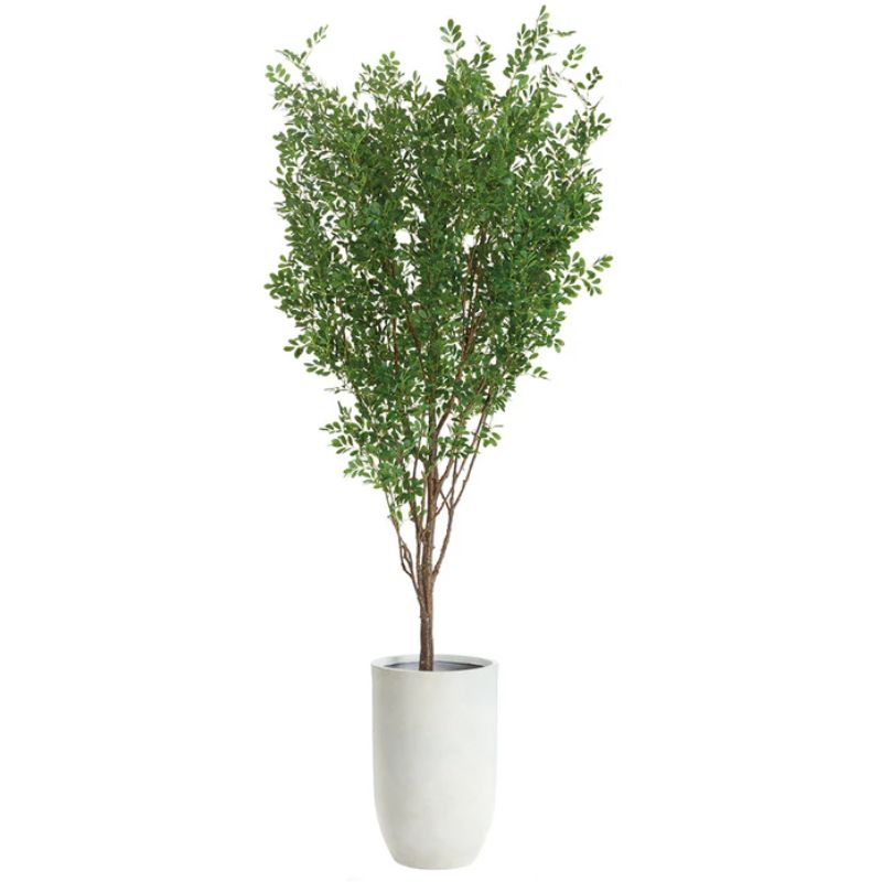 Árbol Momo