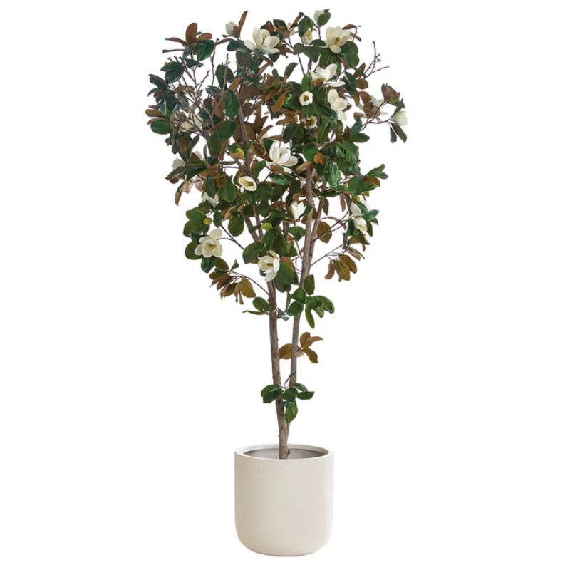 Árbol de Magnolias