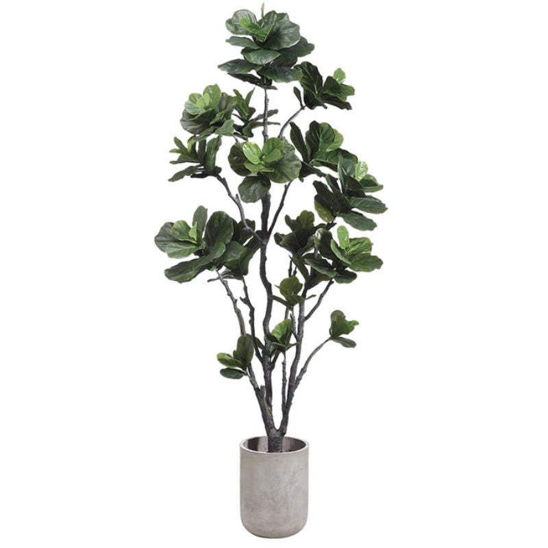 Árbol Olin