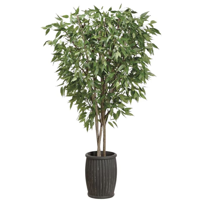 Árbol Ucal