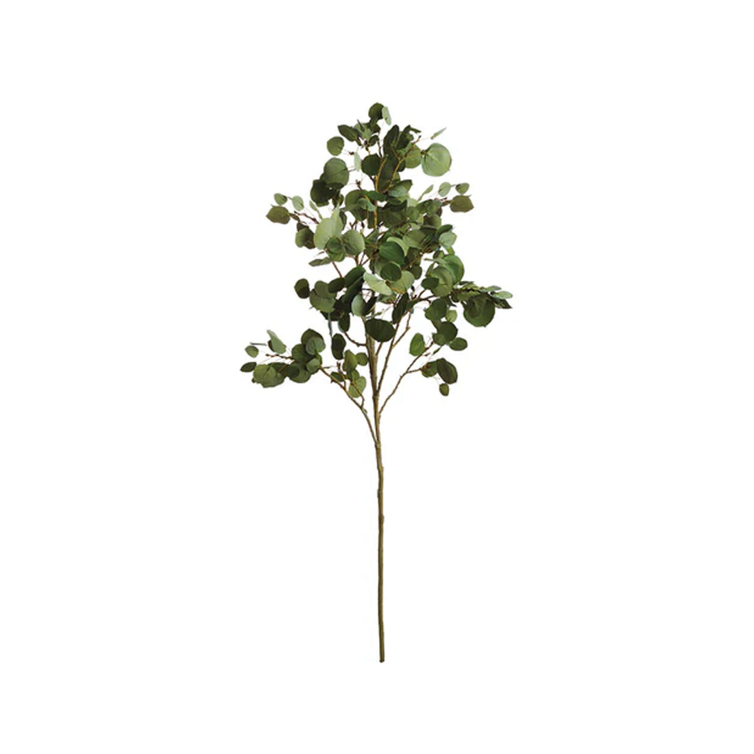 Aspen plant