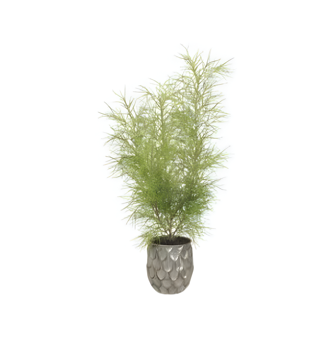 Banksia Planta