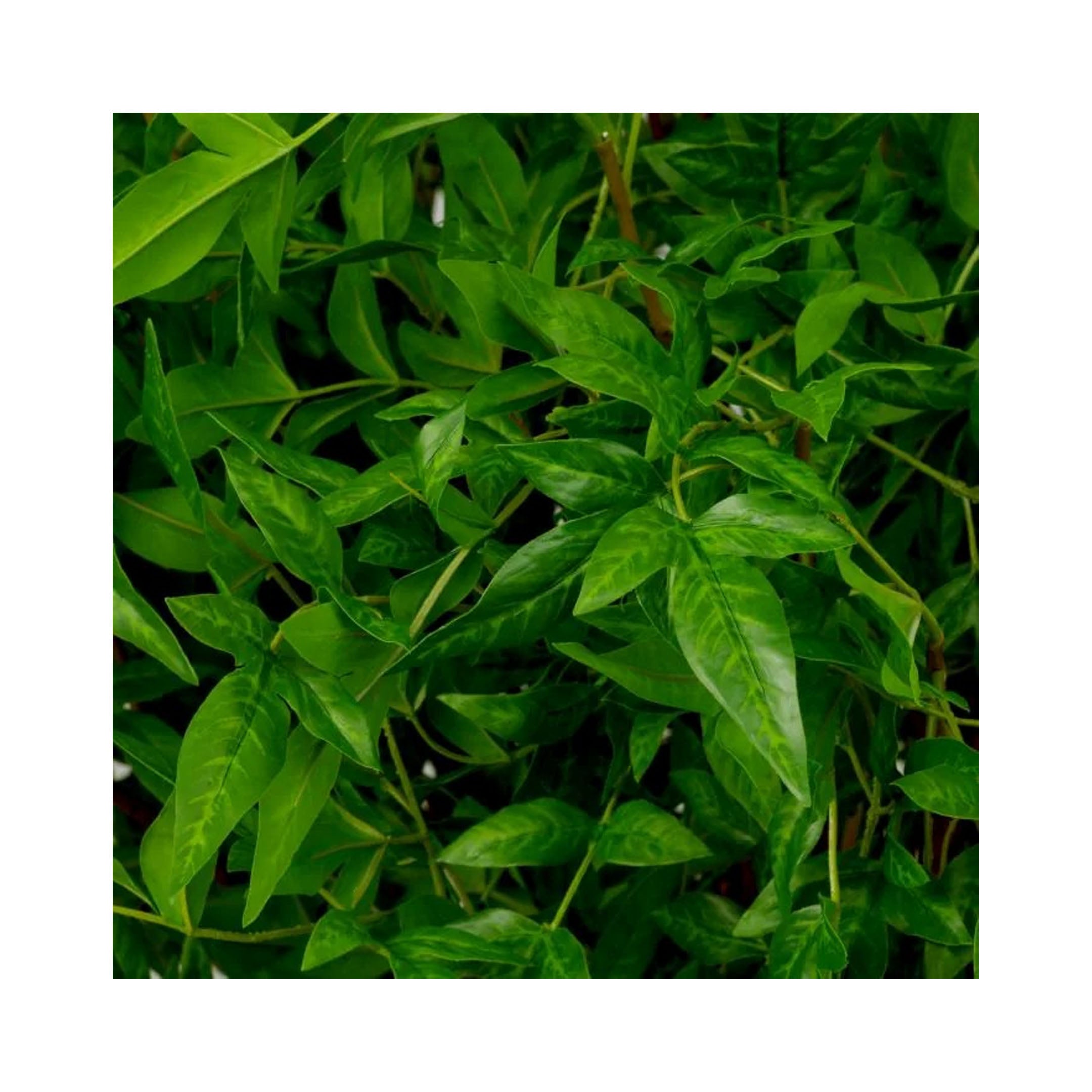 Bundle of leaves 36pcs