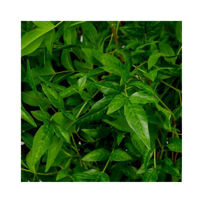 Bundle of leaves 36pcs
