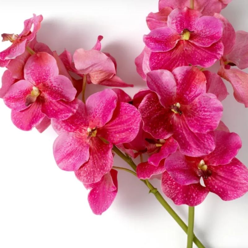 Bouquet Pink Vanda