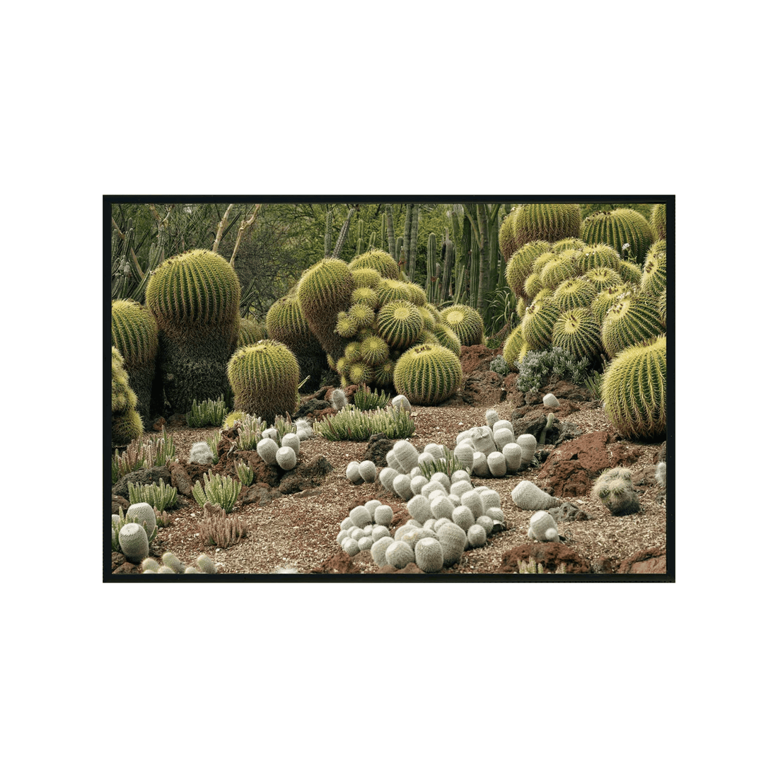 Cactulia Fest