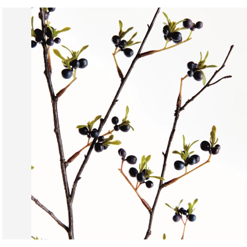 Dark Berry Plant