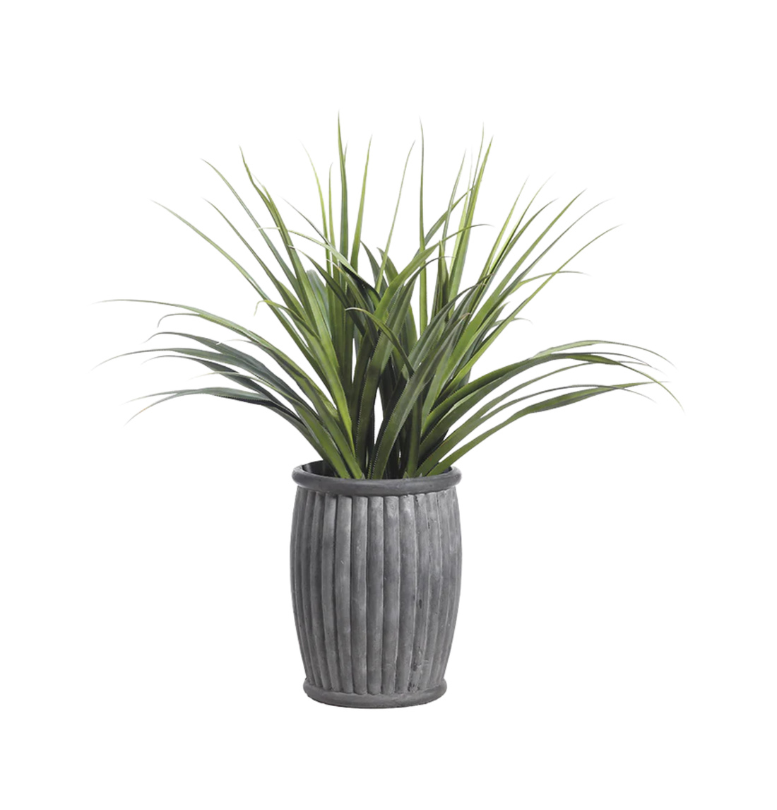 Dracaena (concreto Gris)