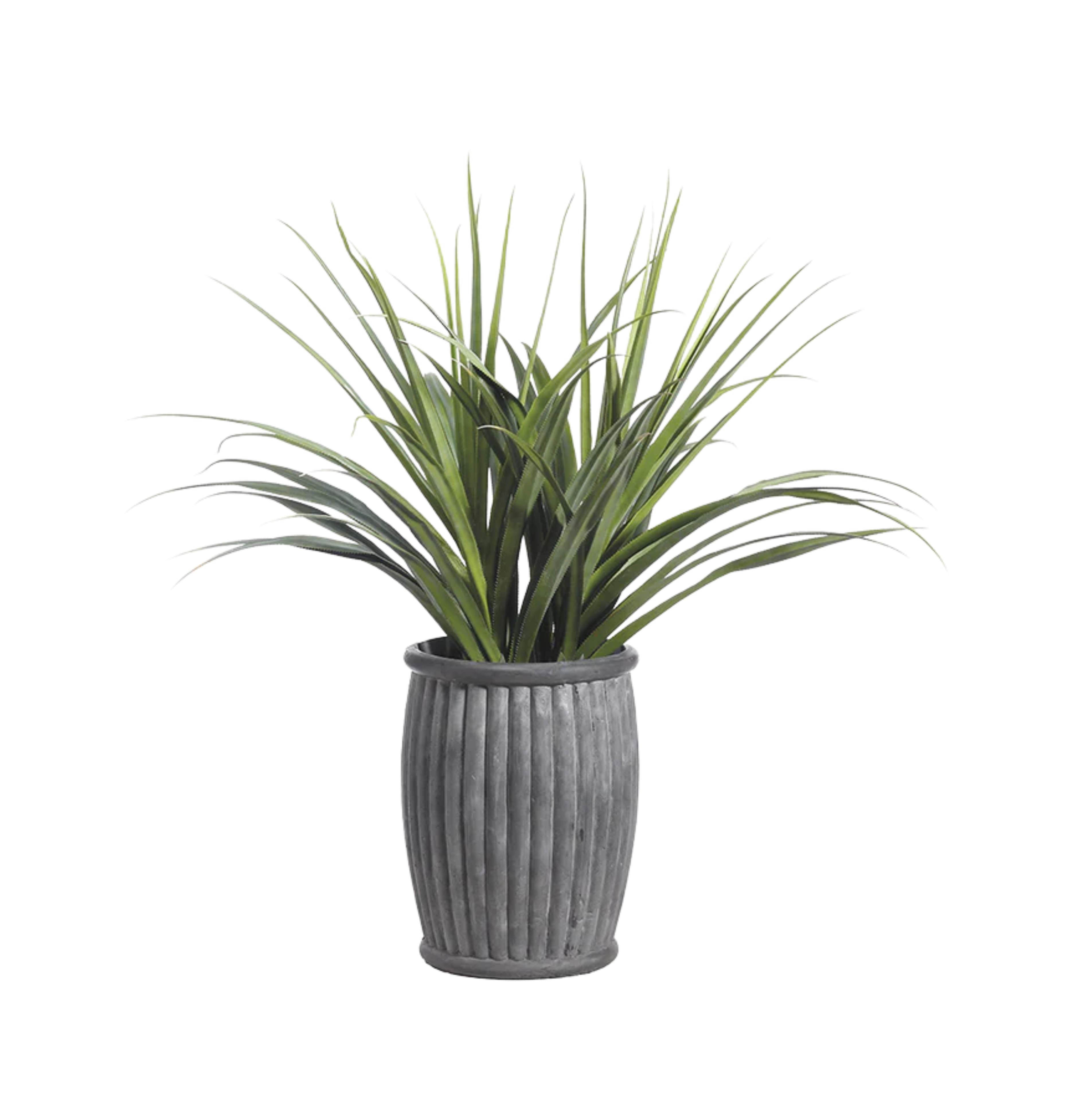 Dracaena (concreto Gris)