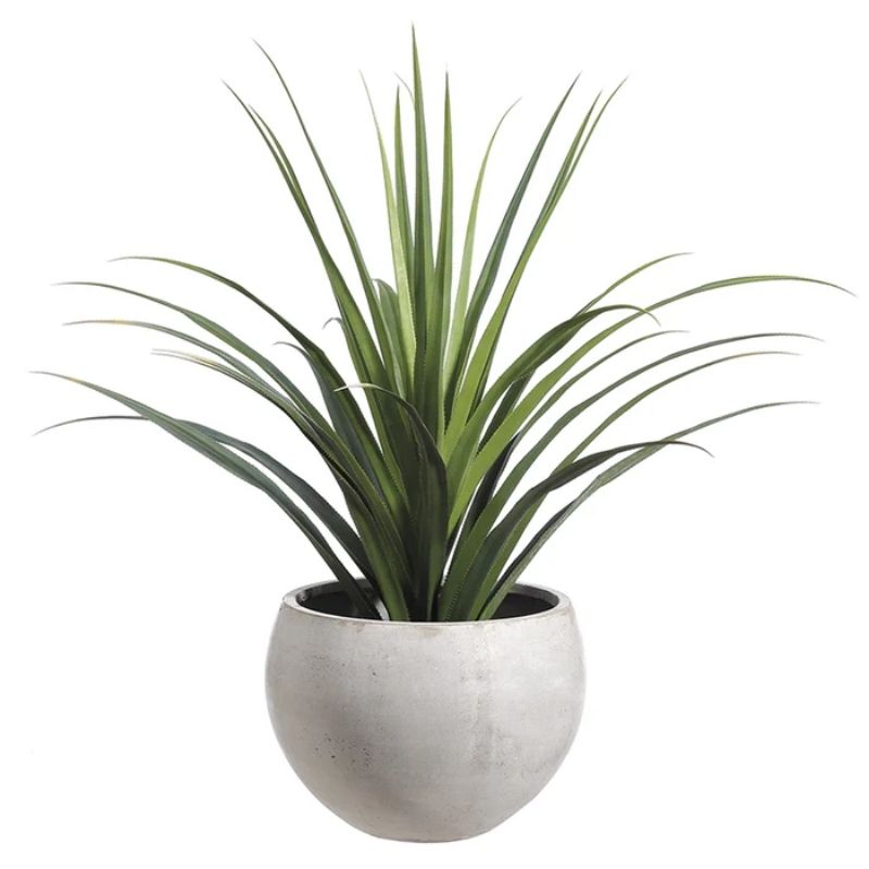 Dracaena en Cerámica