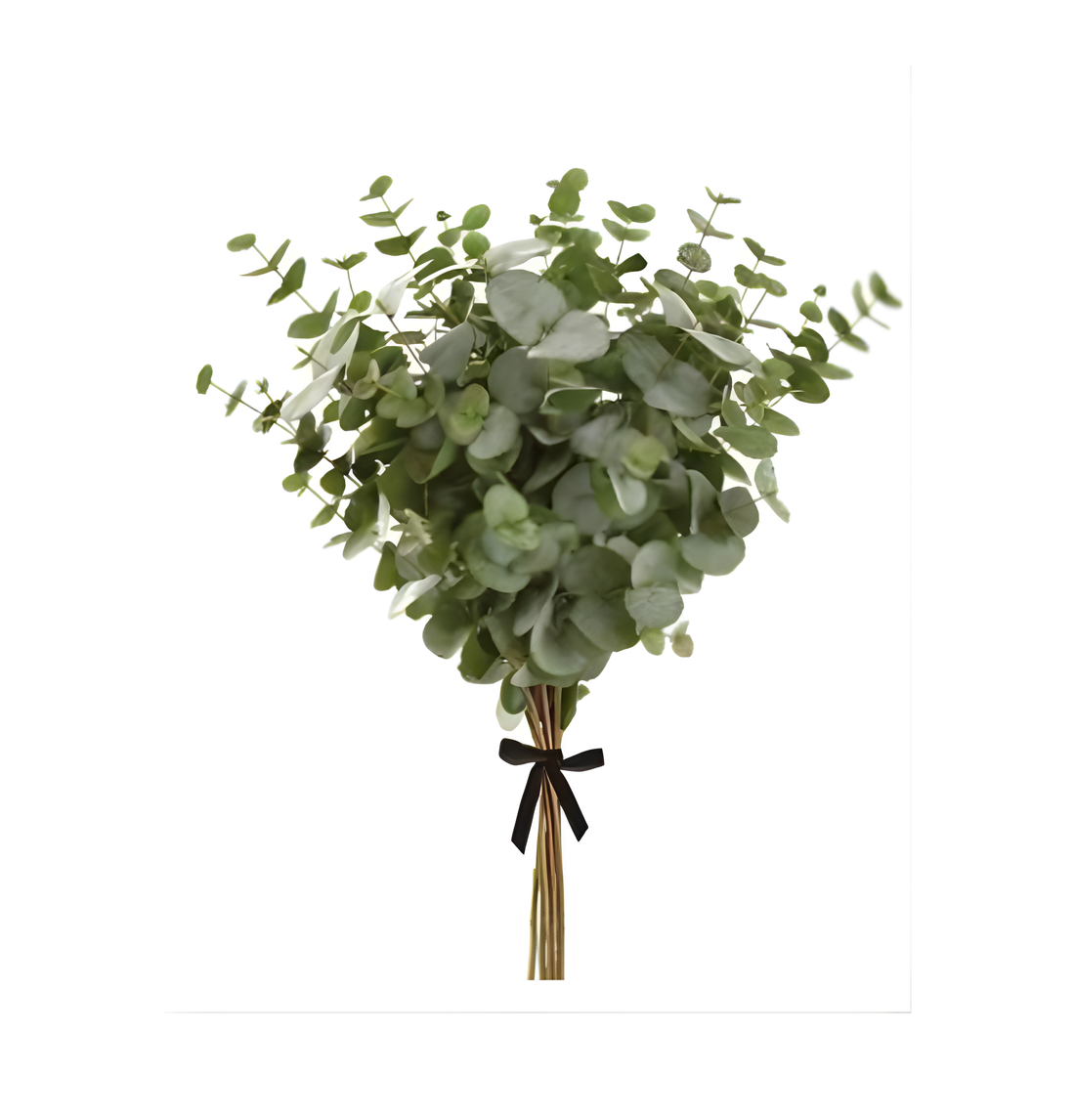 Eucalyptus Bundle