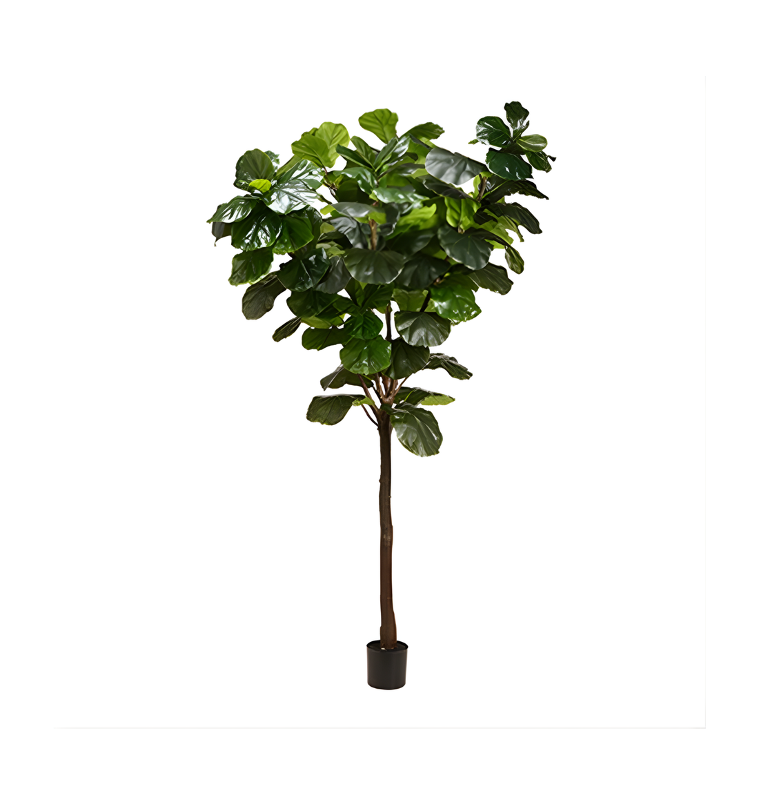 Ficus Eva