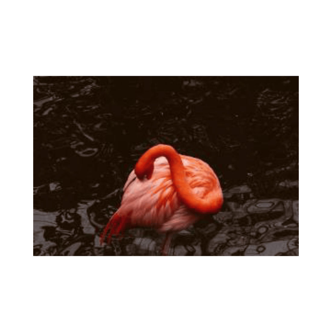 Flamenco Asomado