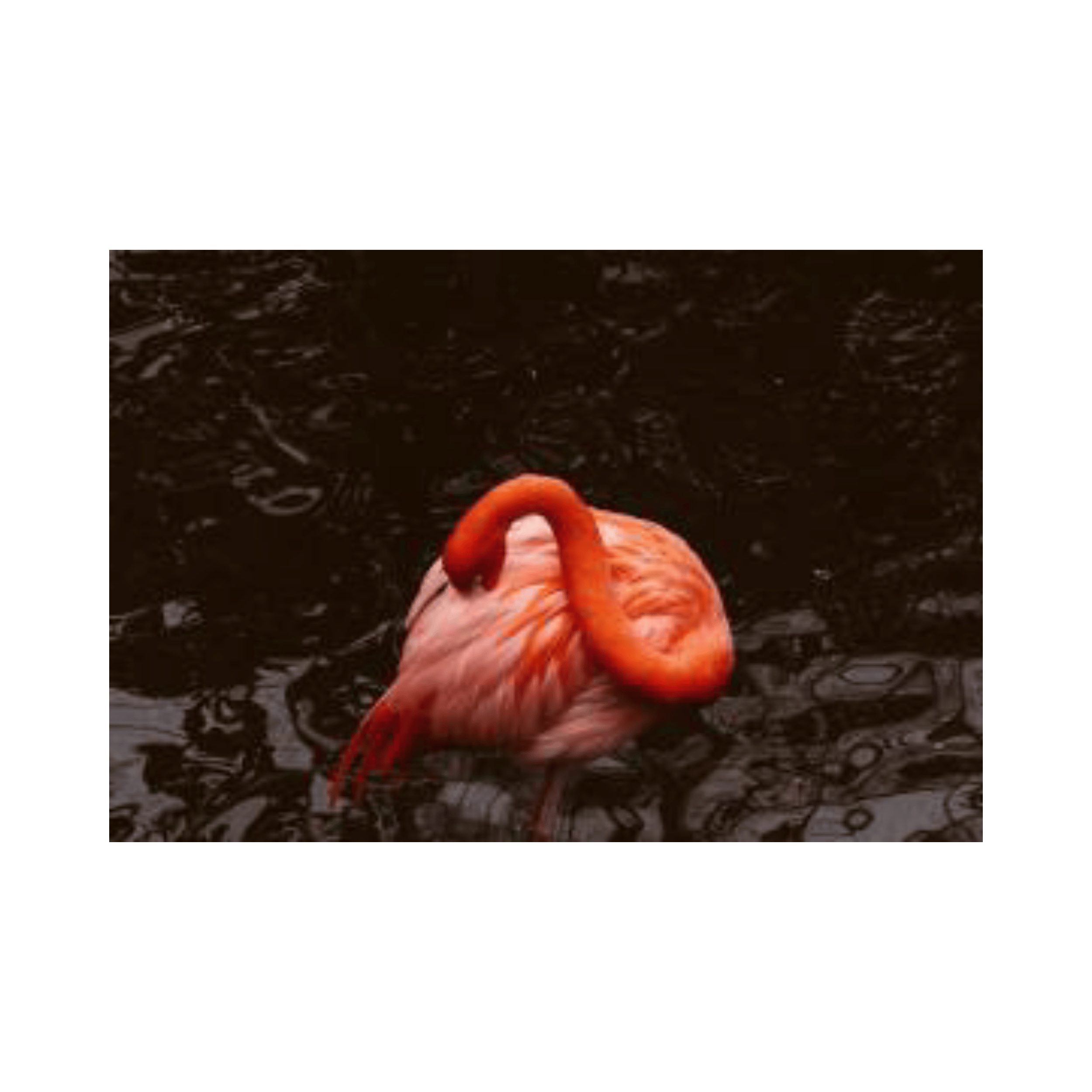 Flamenco Asomado