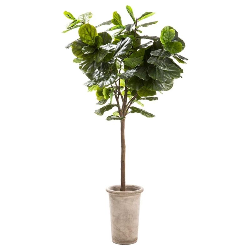 Arbol Ficus Pandurata