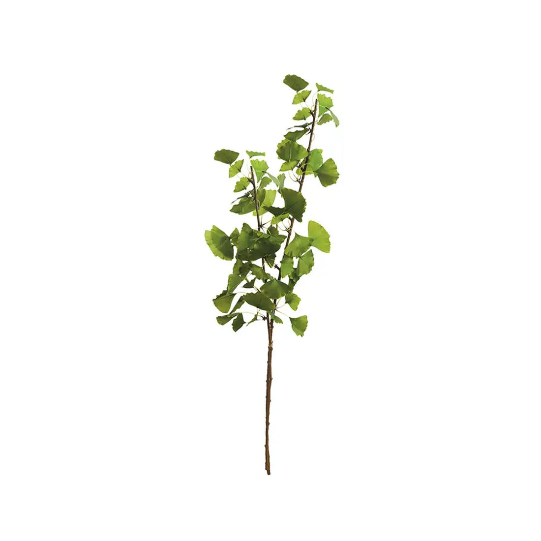 Ginko plant