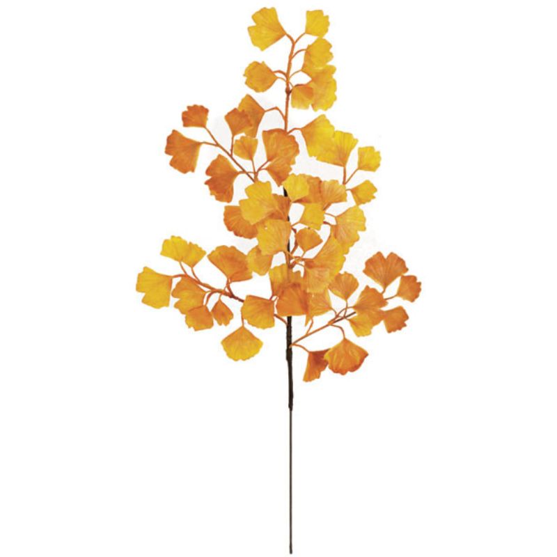 Ginkgo Yellow Plant