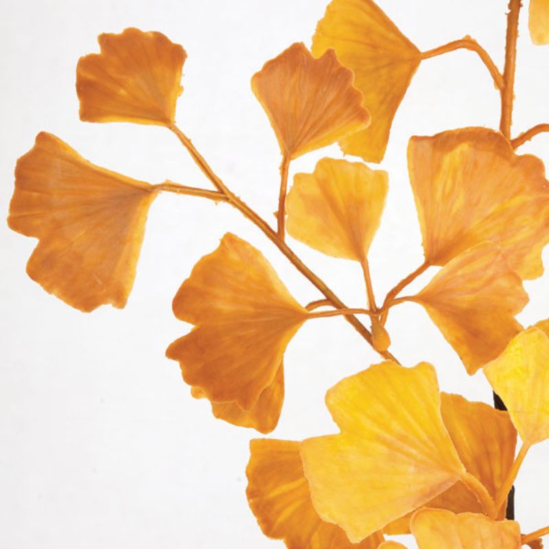 Ginkgo Yellow Plant