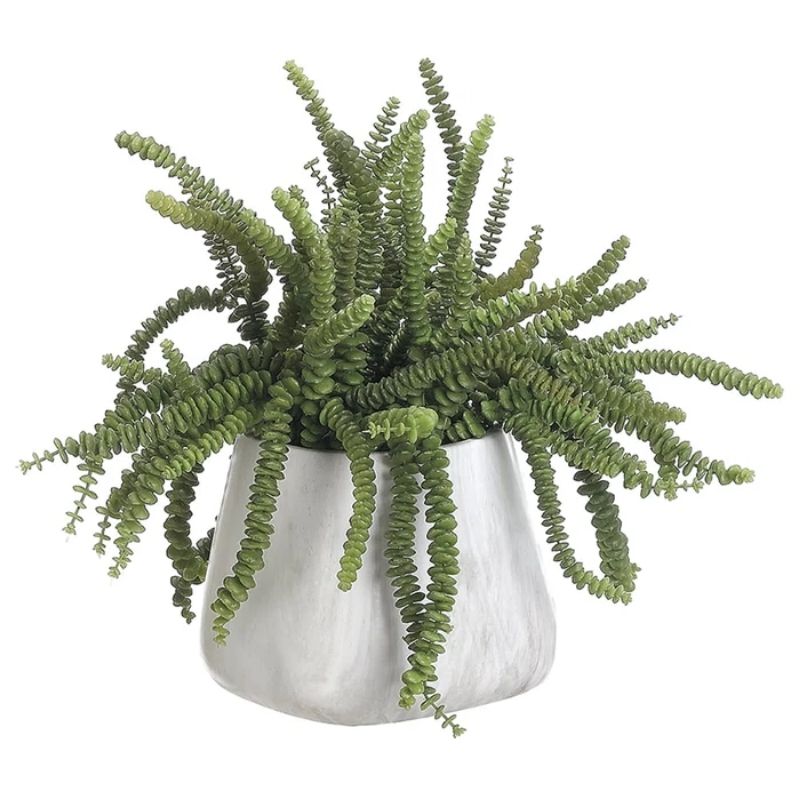 Jade Money Succulent