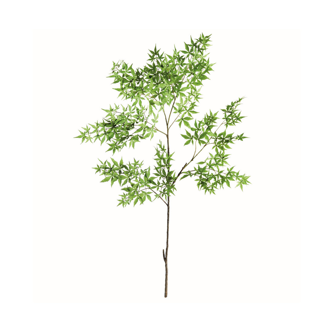 Maple plant