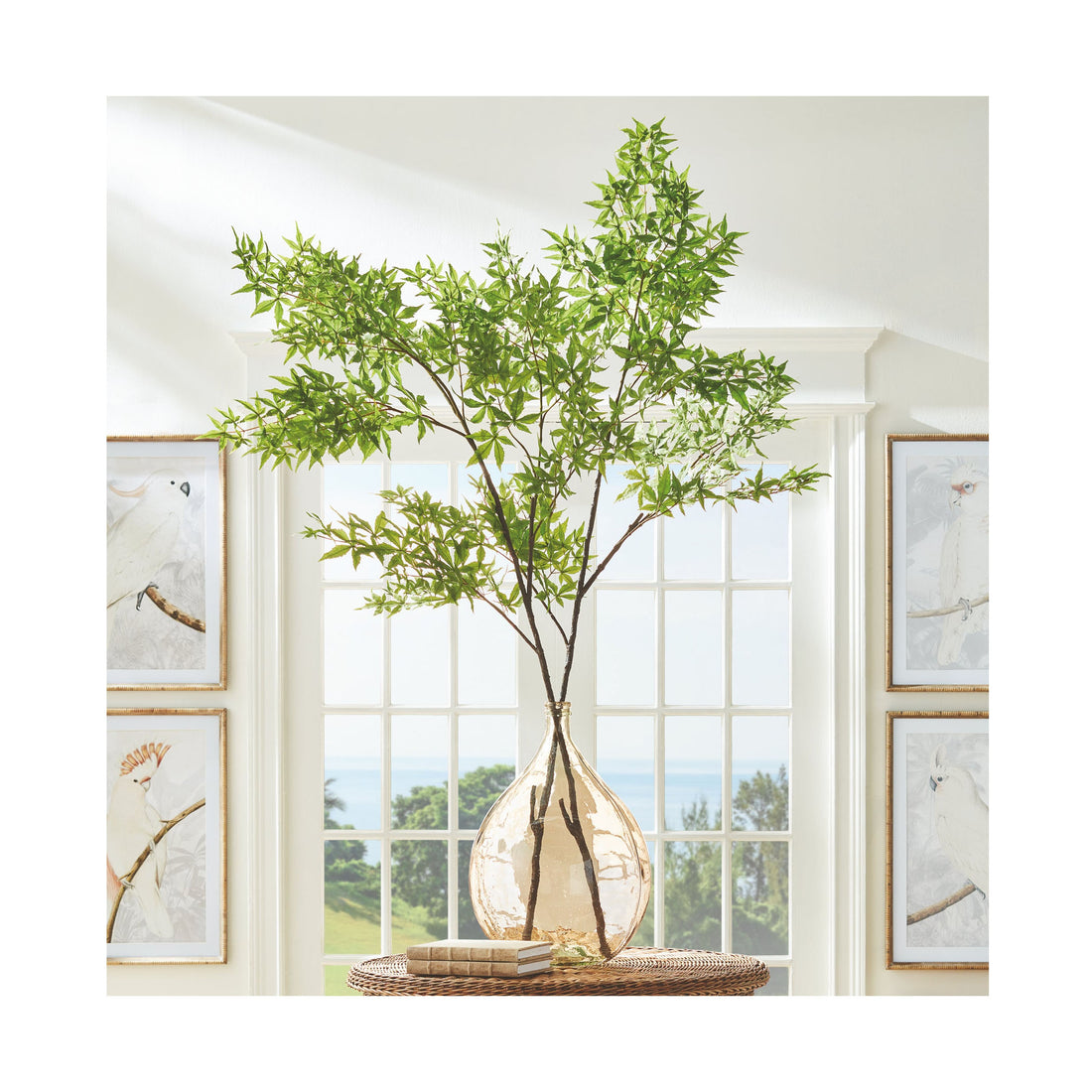 Maple plant