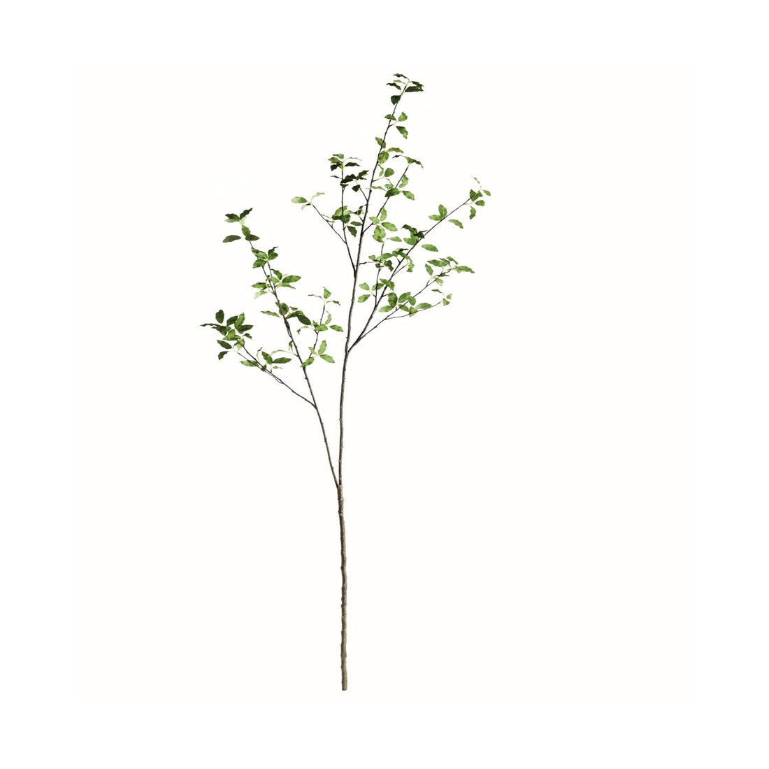 Pittoporum plant