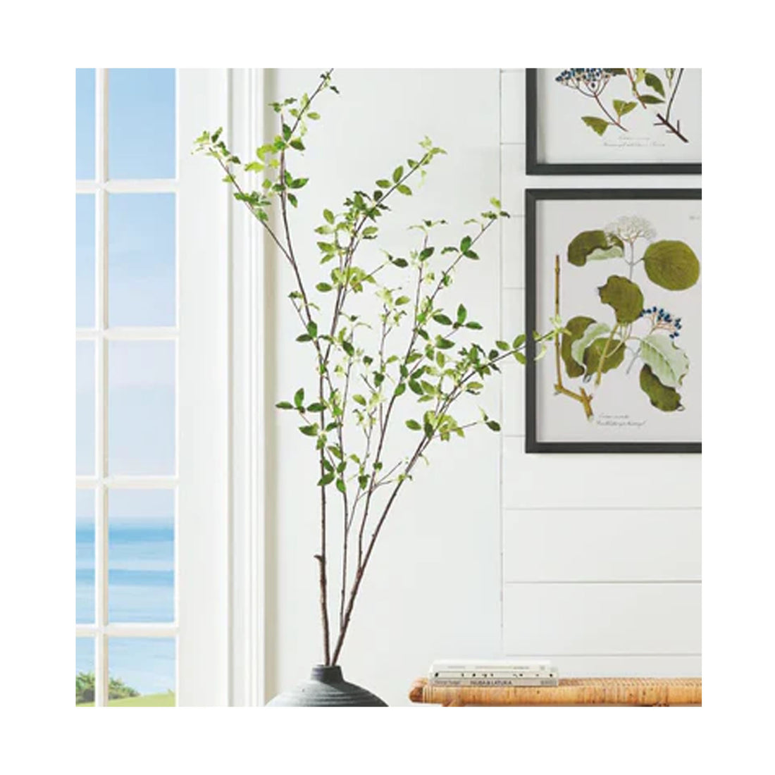 Pittoporum plant