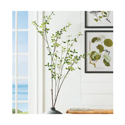 Pittoporum plant