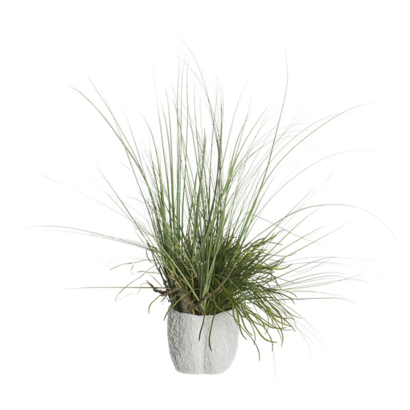 Planta Deri