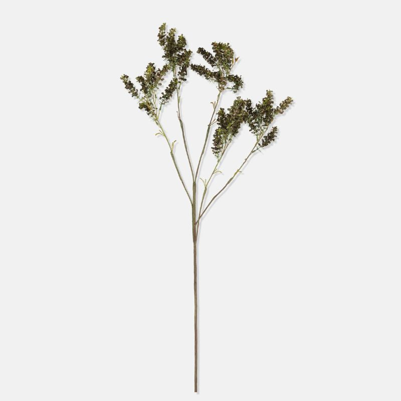 Planta Mott