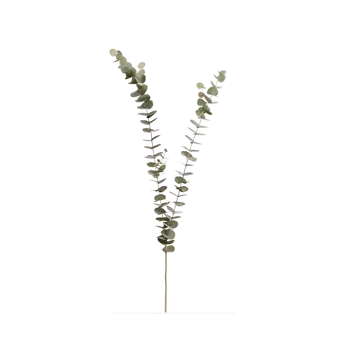 Ramas Eucaliptus 61”