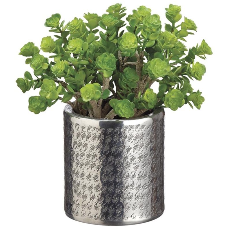 Sedum Cylinder