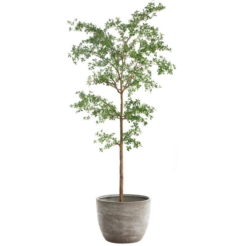 Arbol ficus grande