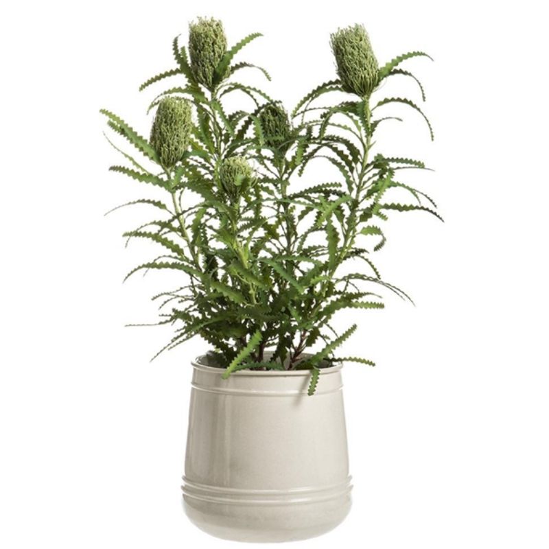 Banksia en Maceta