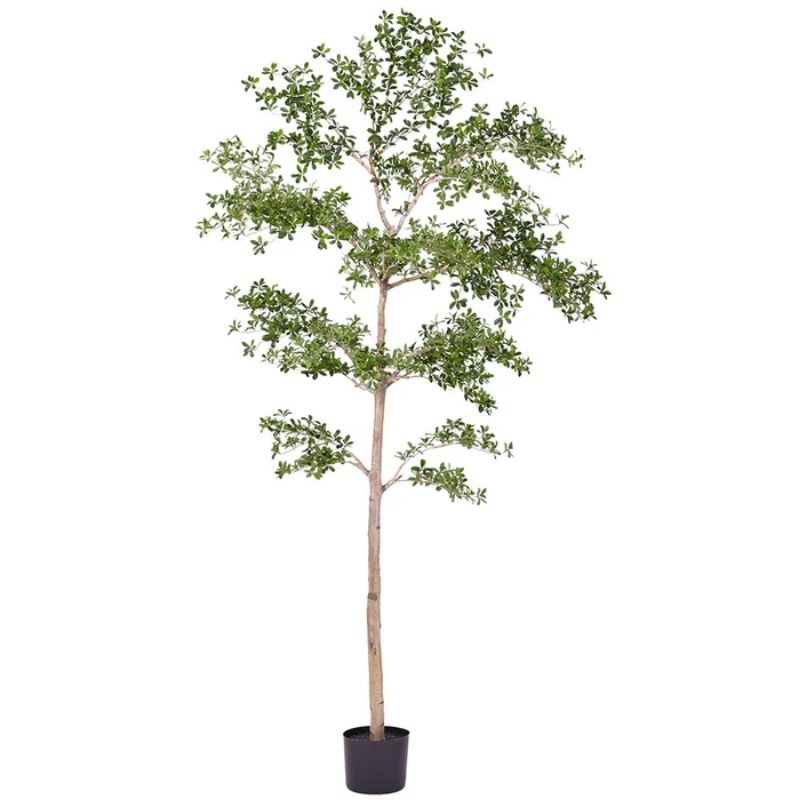 Bucida Planta (árbol)