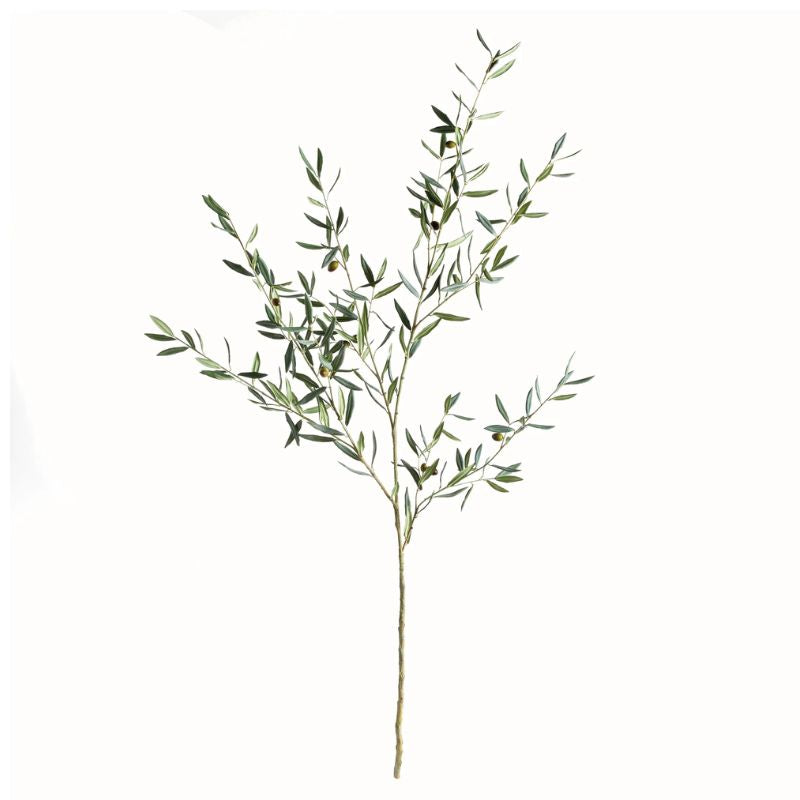 Olive branch plant