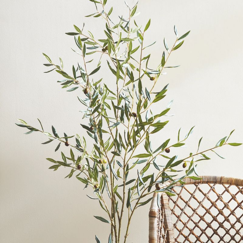 Olive branch plant