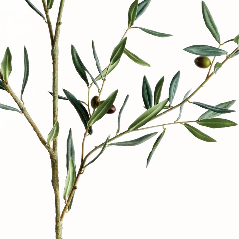 Olive branch plant